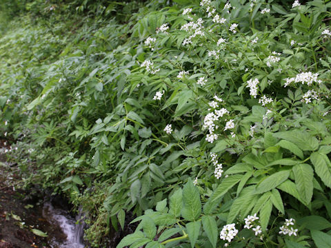 Cardamine appendiculata