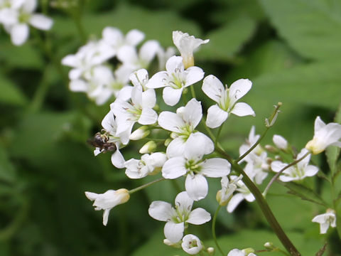 Cardamine appendiculata