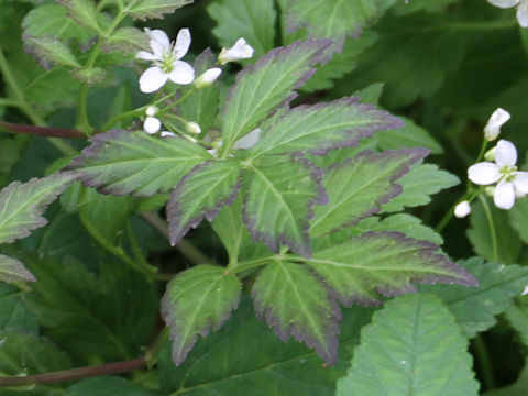 Cardamine appendiculata