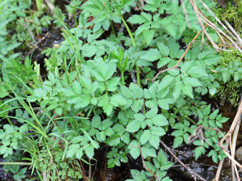 Cardamine appendiculata