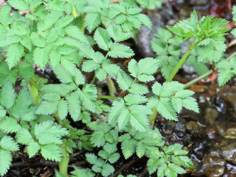 Cardamine appendiculata