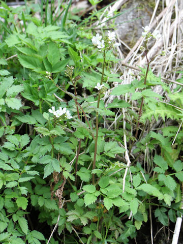 Cardamine appendiculata