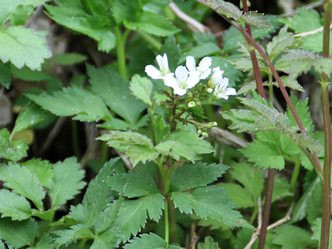 Cardamine appendiculata