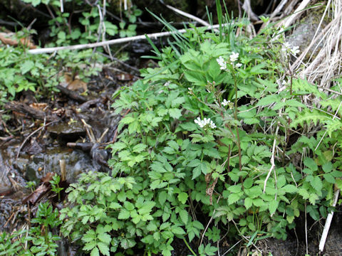 Cardamine appendiculata