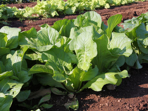 Brassica campestris var. amplexicaulis