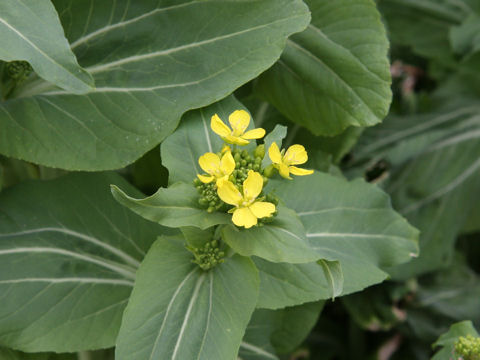 Brassica campestris var. amplexicaulis