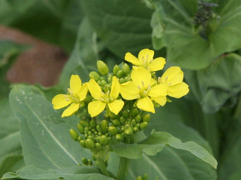 Brassica campestris var. amplexicaulis