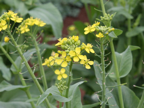 Brassica campestris var. amplexicaulis