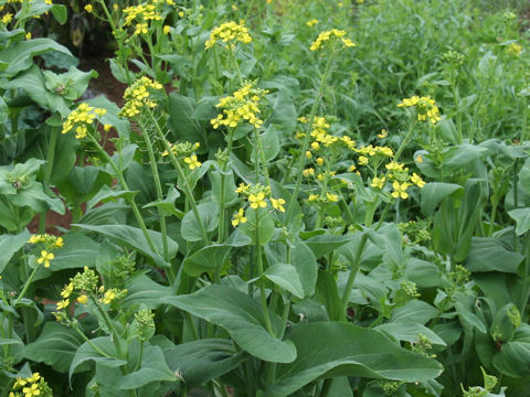 Brassica campestris var. amplexicaulis