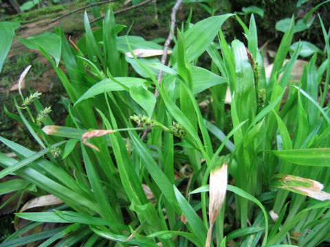 Carex insaniae var. insaniae