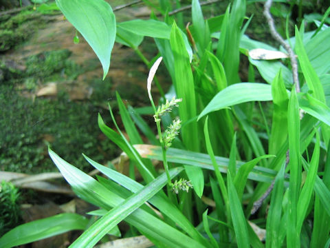 Carex insaniae var. insaniae