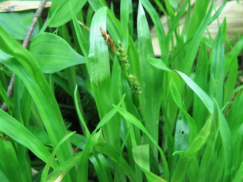 Carex insaniae var. insaniae