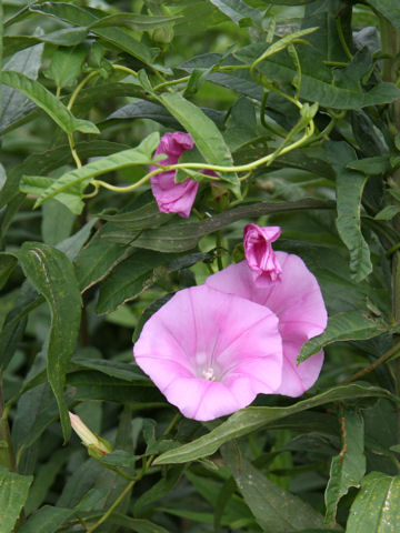 Calystegia japonica