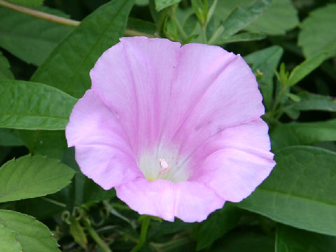 Calystegia japonica