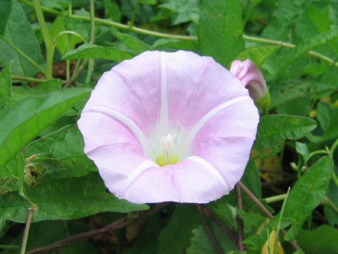 Calystegia japonica