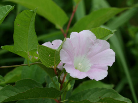 Calystegia japonica