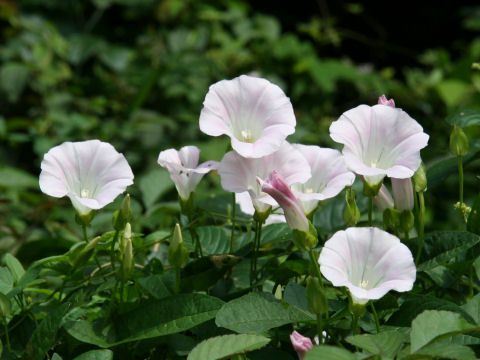 Calystegia japonica