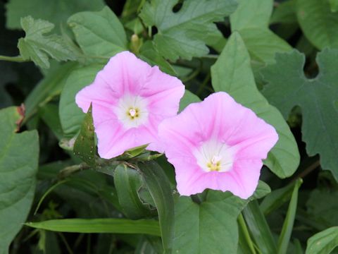 Calystegia japonica