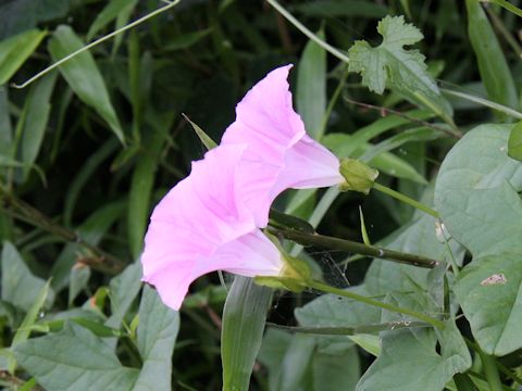 Calystegia japonica