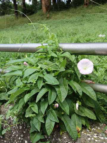 Calystegia japonica