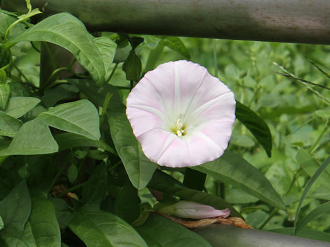 Calystegia japonica