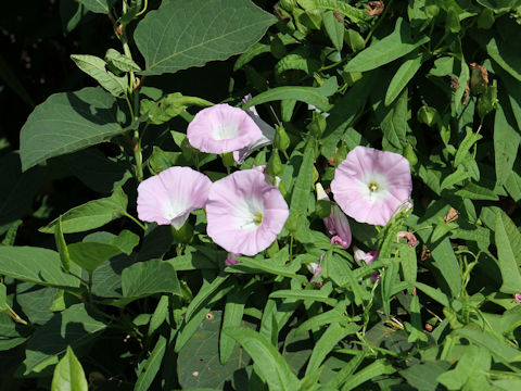 Calystegia japonica