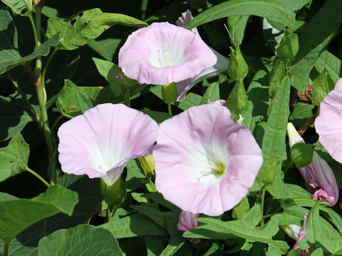 Calystegia japonica