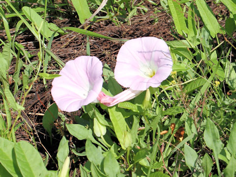 Calystegia japonica