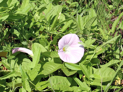 Calystegia japonica