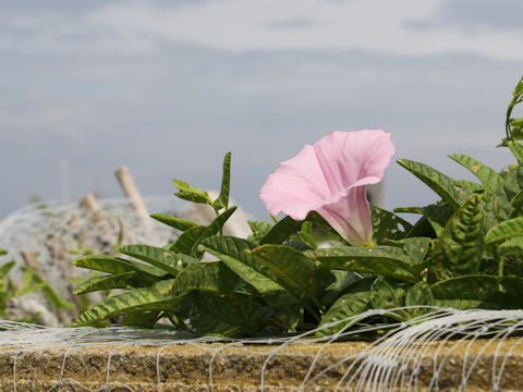 Calystegia japonica