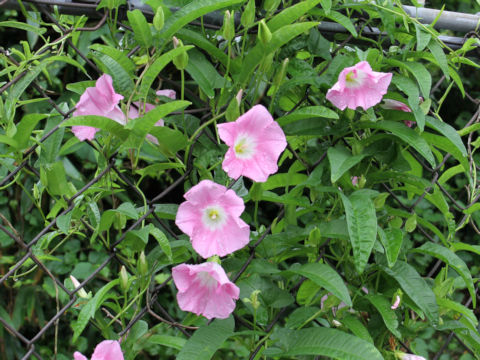 Calystegia japonica