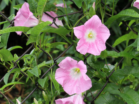 Calystegia japonica