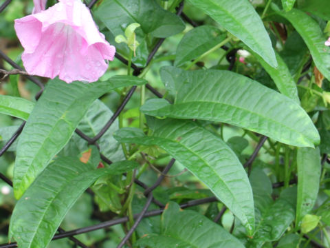 Calystegia japonica