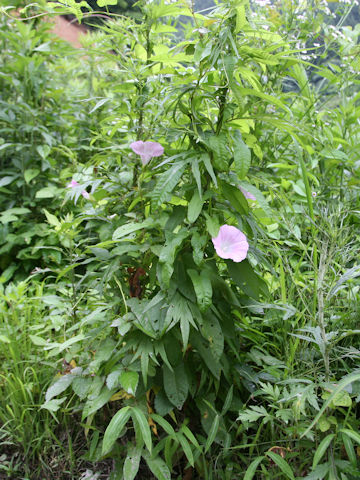 Calystegia japonica