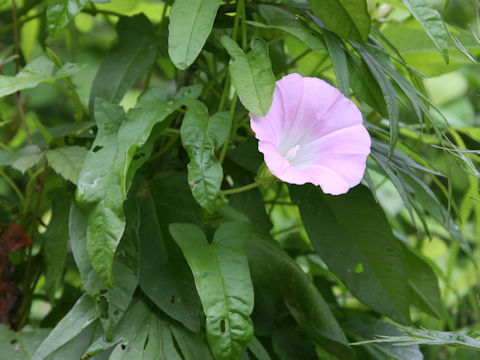 Calystegia japonica