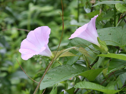 Calystegia japonica