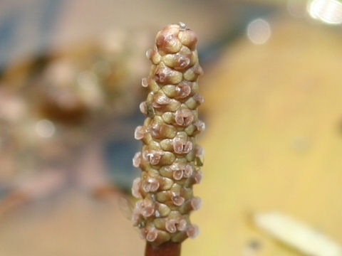 Potamogeton distinctus