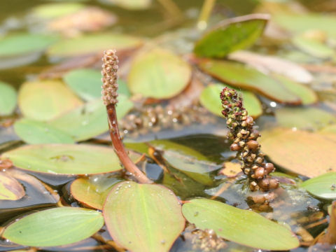 Potamogeton distinctus