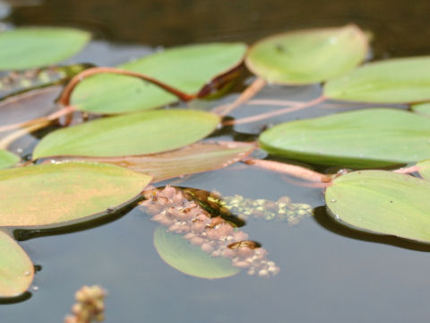 Potamogeton distinctus