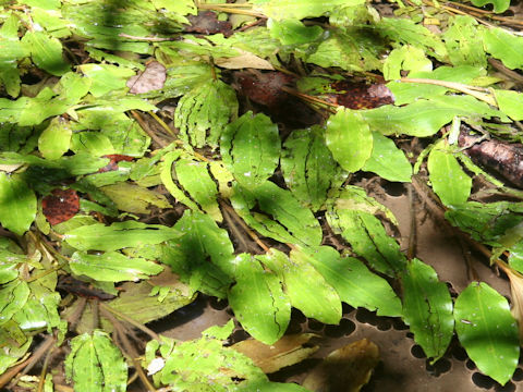 Potamogeton distinctus