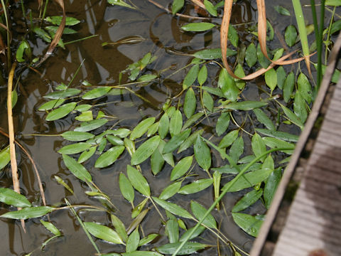 Potamogeton distinctus