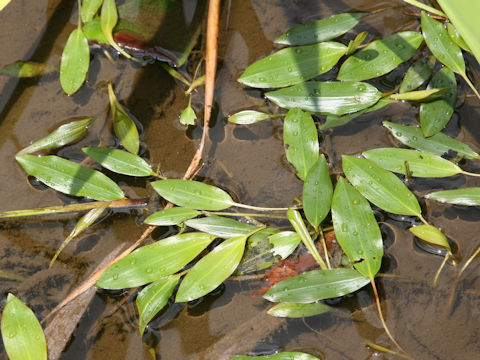 Potamogeton distinctus