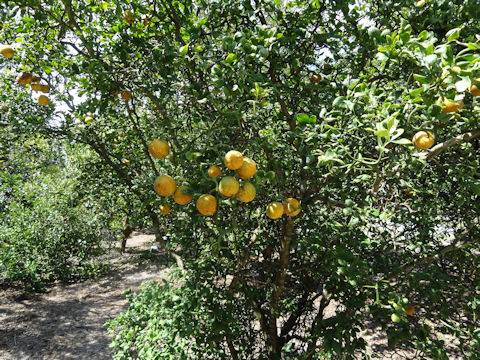 Poncirus trifoliata cv. Frying Dragon