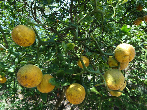 Poncirus trifoliata cv. Frying Dragon