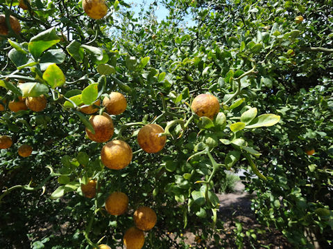 Poncirus trifoliata cv. Frying Dragon