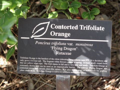 Poncirus trifoliata cv. Frying Dragon