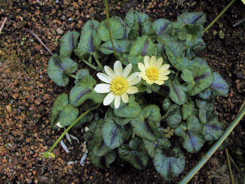 Ranunculus ficaria