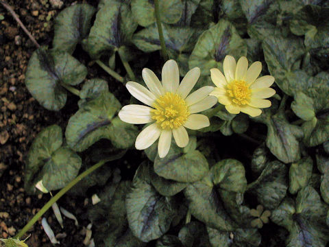 Ranunculus ficaria