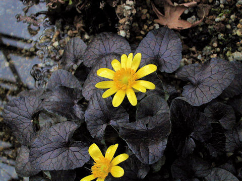 Ranunculus ficaria cv.