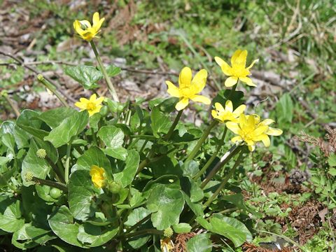 Ranunculus ficaria cv.